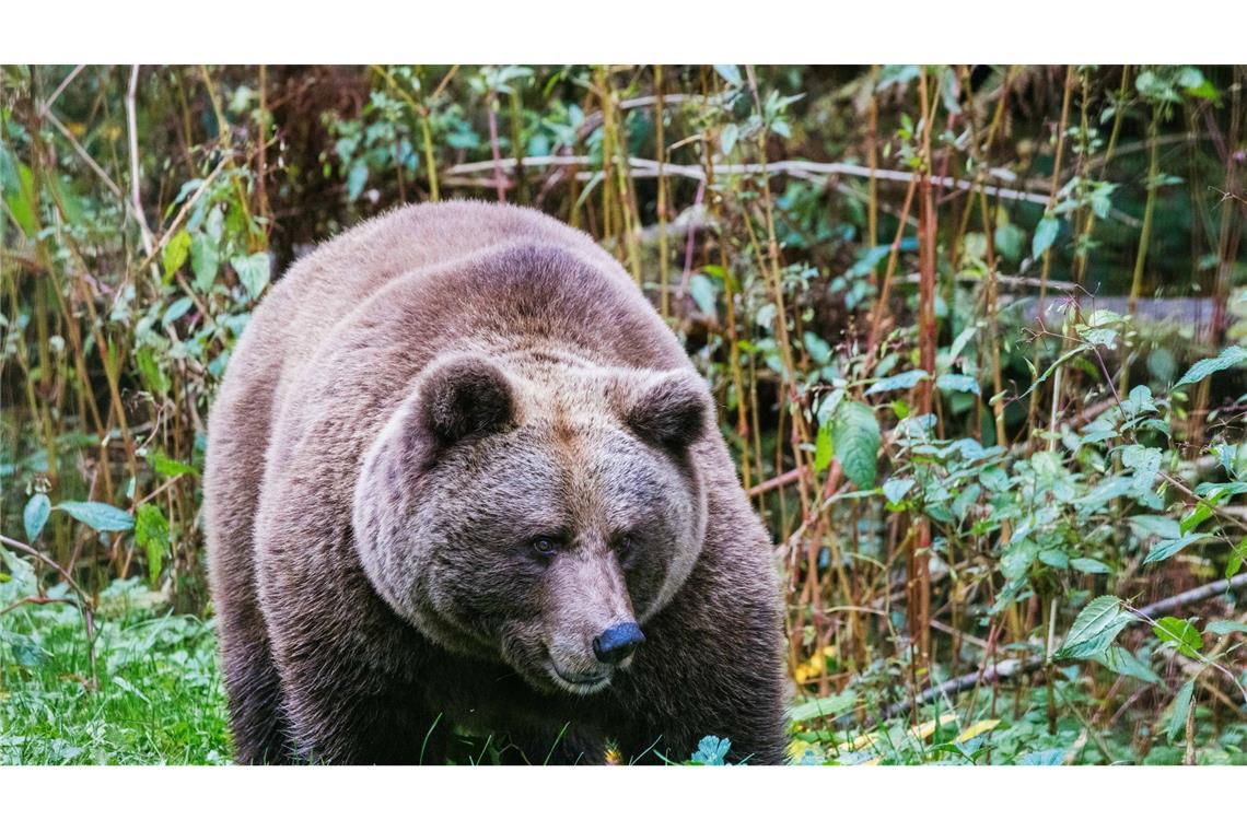 "Problembärin" Gaia auf Weg in Schwarzwald Im "Alternativen Wolf- und Bärenpark Schwarzwald" steht eine Bärin. Hier soll künftig auch die Bärin Gaia zuhause sein.