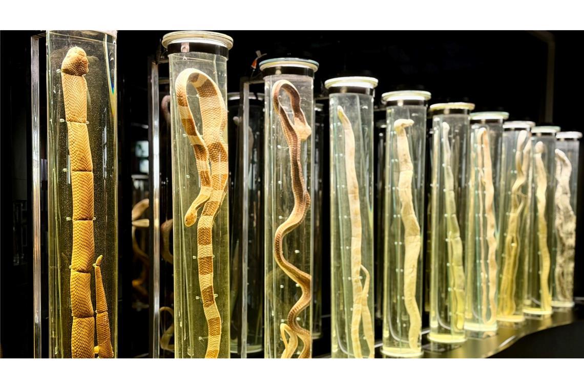 Im angegliederten Schlangenmuseum können Besucher alles über die faszinierenden Tiere lernen.
