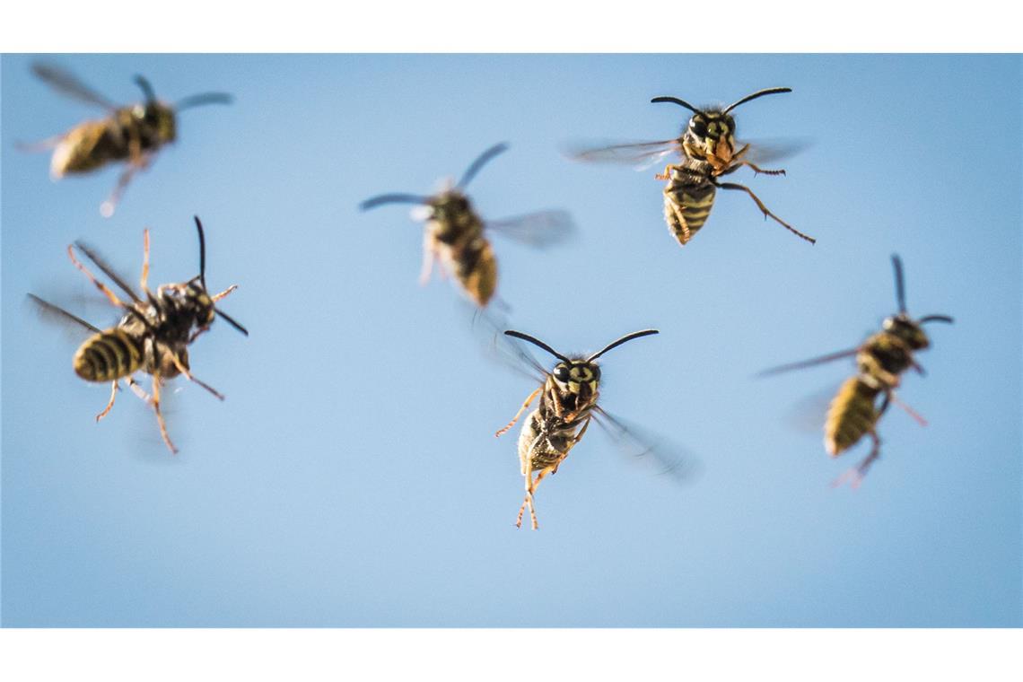 Sind Wespen so aggressiv - oder ist der Mensch das Problem? Im August und September sind die meisten Wespen unterwegs. (Archivbild)