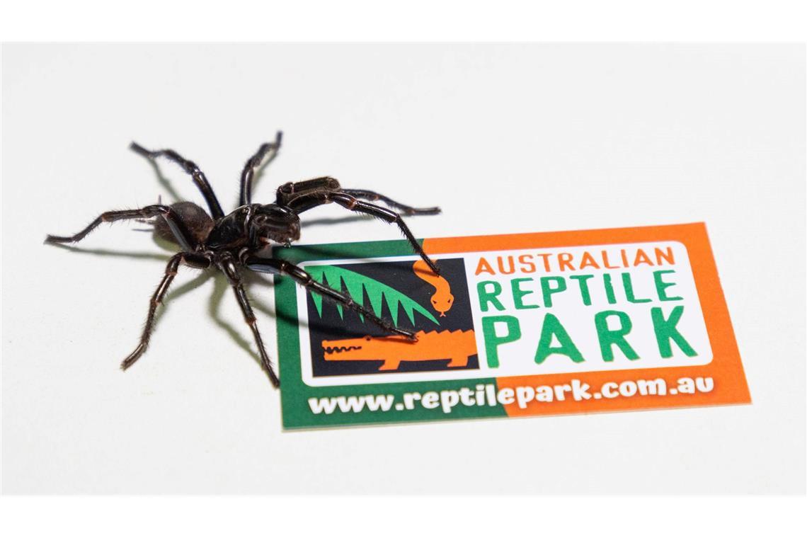Australien: Giftigste Spinne der Welt besteht aus drei Arten Im Australian Reptile Park werden die Männchen zur Herstellung eines Gegengifts gemolken.