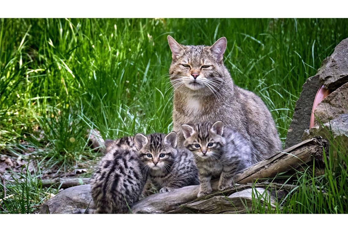 Im Erscheinungsbild ist die Wildkatze massiger und kraftvoller als die Hauskatze und sie hat in Relation zum Körper längere Beine. Europäische Wildkatzen leben vorwiegend in Wäldern.
