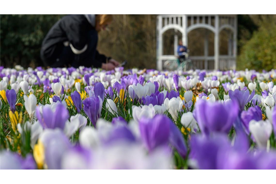 Im ersten meteorologischen Frühlingsmonat blühten auch die Krokusse. (Archivbild)