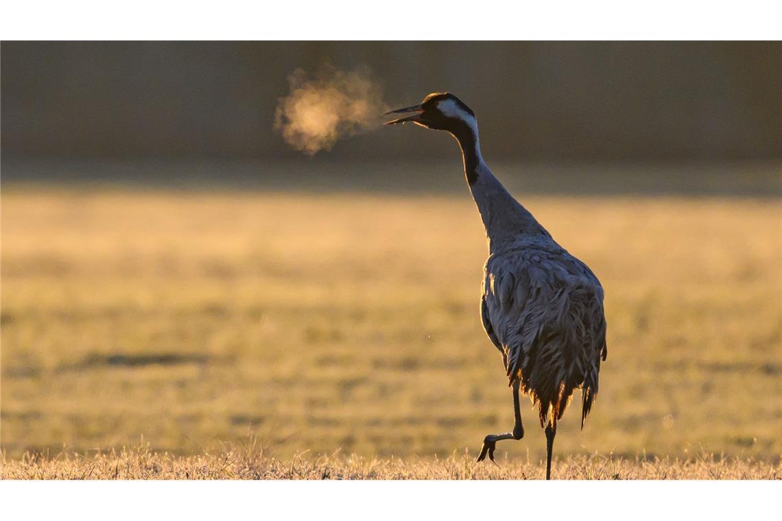 Bilder des Tages Im Gegenlicht der Morgensonne ist bei Kälte der Atem eines Kranichs (Grus grus) auf einem Feld im Oderbruch zu sehen.