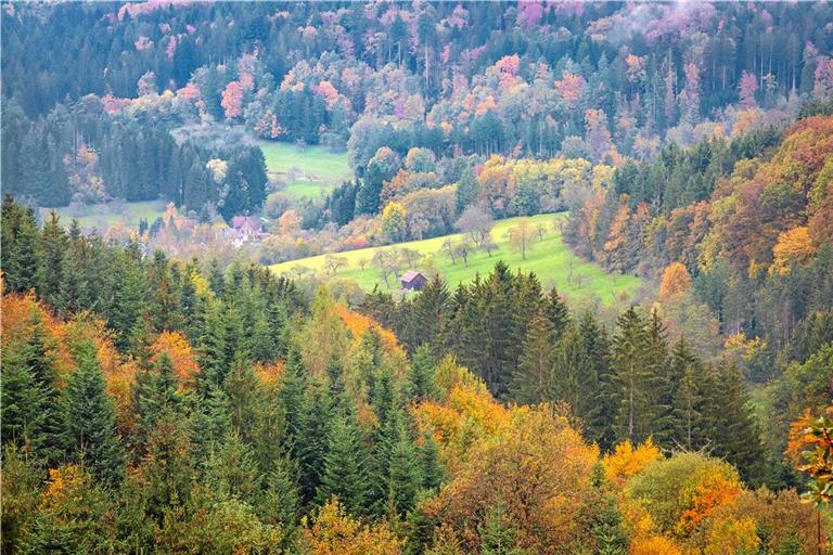 Im Herbst wird deutlich, dass der Bestand an Laubbäumen im Murrhardter Stadtwald schon deutlich zugenommen hat. Foto: Stefan Bossow