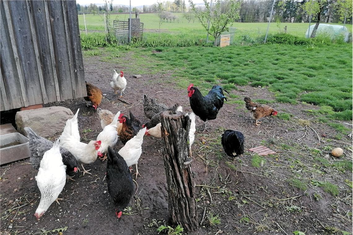 Ländliche Idylle ohne Zukunft Im Hühnerauslauf wacht der Hahn über seine fleißig pickenden Hennen.