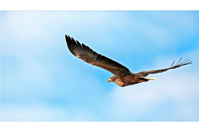 Im Januar  segelte dieser mächtige Seeadler über dem Ostalbkreis.