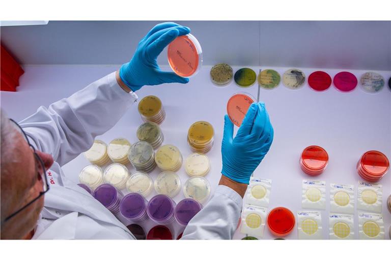 Im Labor des Landesamts für Landwirtschaft, Lebensmittelsicherheit und Fischerei in Rostock untersucht ein Mitarbeiter Trägerplatten mit dem Bakterium bacillus cereus. Anhand der Proben können Mitarbeiter die Art und Anzahl von Keimen bei getesteten Lebensmitteln bestimmen. Derzeit werden verstärkt Proben auf Ehec untersucht.