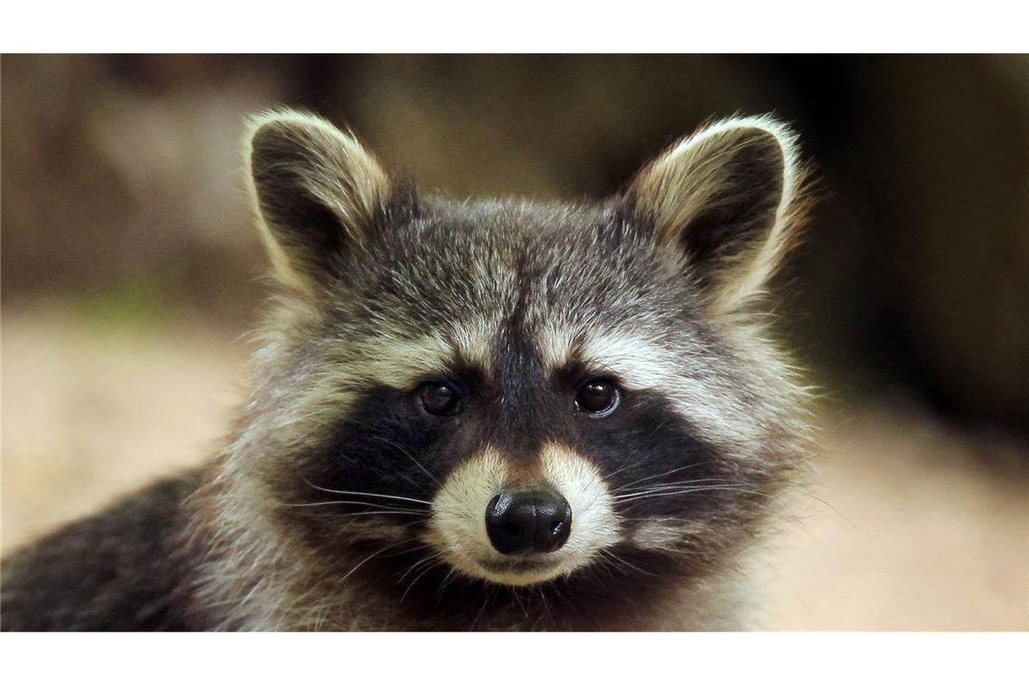 Einbrecher entpuppt sich als Waschbär Im Landkreis Altenkirchen hat ein Waschbär so viel Chaos in einem Haus angerichtet, dass die Polizei anrückte. (Symbolbild)