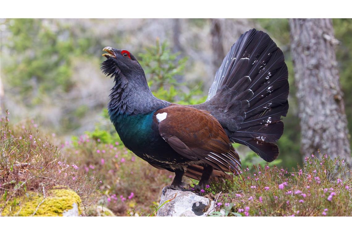 Im laufenden Jahr seien nur noch etwa 206 Auerhühner gezählt worden (Symbolbild).