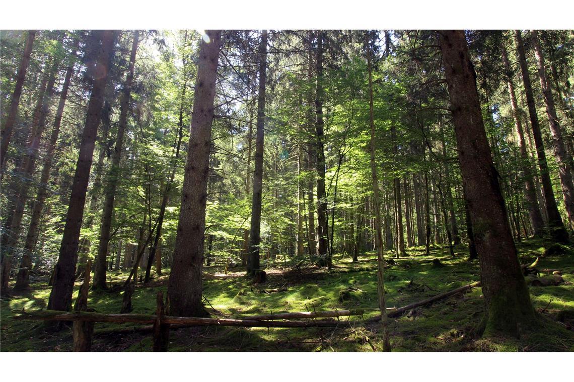 Im Nationalpark Hunsrück-Hochwald gibt es einen Mischwald aus Fichten und alten Buchen. (Archivfoto)