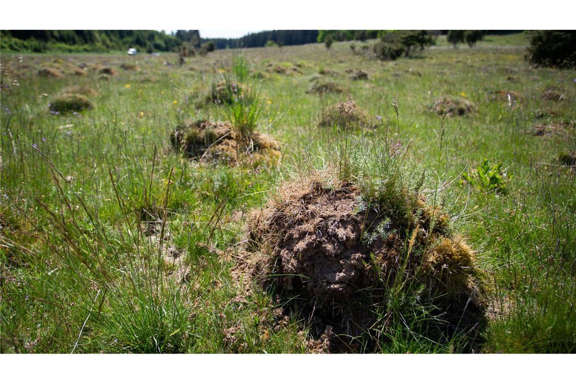 Biberdämme und Termitenhügel: Tiere gestalten die Erde mit Im Naturschutzgebiet Dellenhäule in Baden-Württemberg stehen manchmal Tausende Ameisenhügel zusammen. (Archivbild)
