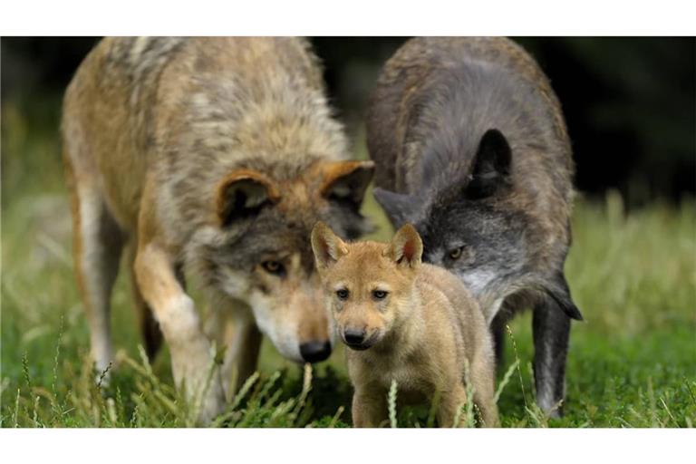 Im Nordschwarzwald ist ein Wolfswelpe in eine Fotofalle getappt. (Symbolfoto)