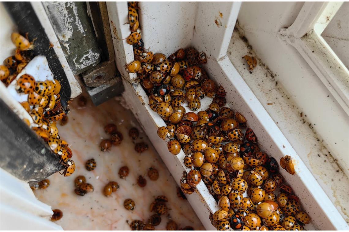 Warum gibt es im Oktober so viele Marienkäfer? Im Oktober häufen sich Marienkäfer auf Fensterbänken, Wänden und sogar in Wohnungen. Welche Gründe dahinterstecken, warum sie jetzt in Gruppen auftreten und was das für Mensch und Natur bedeutet.