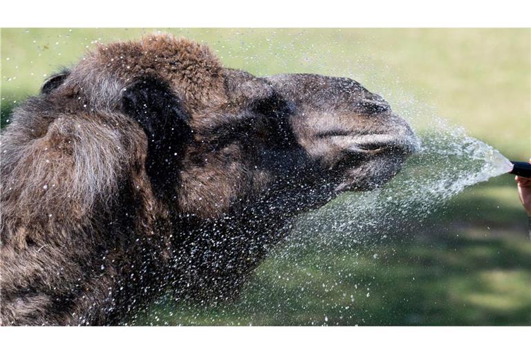 Im Opel-Zoo in Kronberg erfrischt eine Tierpflegerin mit einer Wasserdusche die Dromedare bei 40 Grad. Die Tiere, die Hitze gewohnt sind, suchen nach Abkühlung.