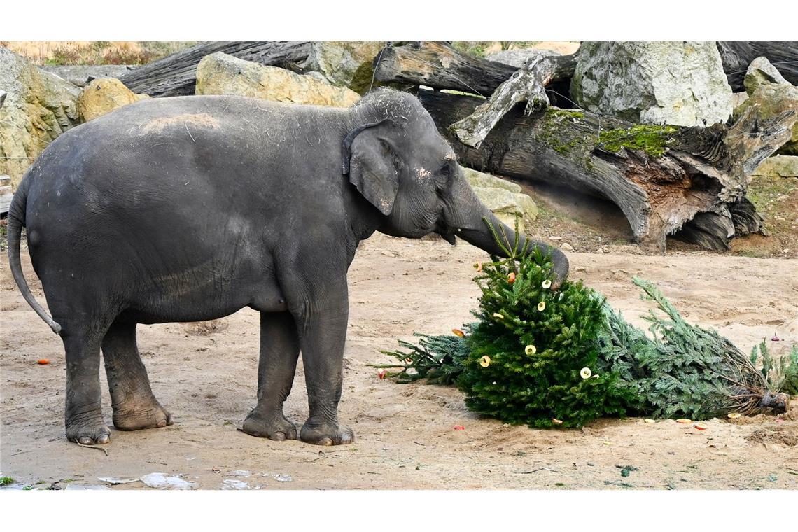 Bilder des Tages Im Prager Zoo: Ein Elefant knabbert an einem Weihnachtsbaum