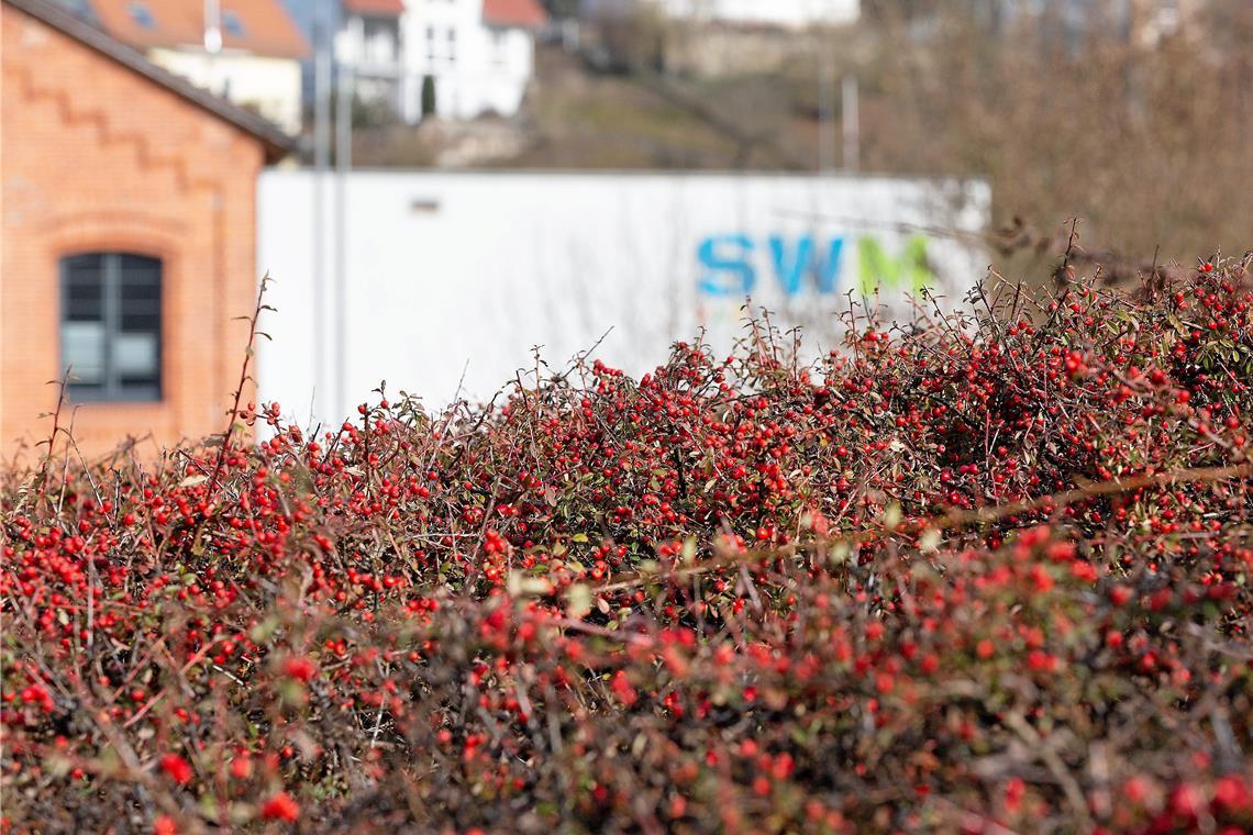 Wärmepumpe und postfossile Konzepte Im Rahmen des Semesterschwerpunkts „Herausforderung: Energie“ können Interessierte auch einen Blick hinter die Kulissen der Heizzentrale der Stadtwerke werfen. Foto: Jörg Fiedler