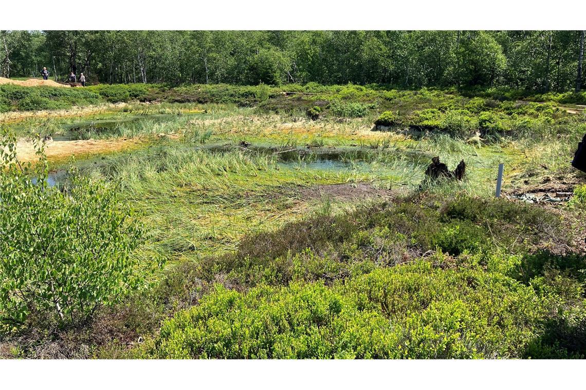 Wie Moorschutz für warme Jacken sorgen kann Im Roten Moor ist 2023 ein Projekt zur Wiedervernässung und Renaturierung angelaufen (Archivbild).