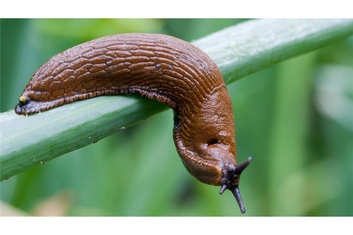 Hobbygärtner atmen auf: Der Superschnecke ist es zu trocken Im vergangenen Jahr dominierte sie viele Diskussionen auf Gartenplattformen: Arion vulgaris. (Archivbild)