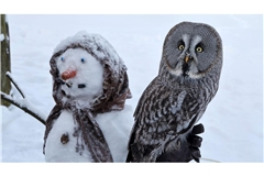 Im Vogelpark in Marlow hat sich der Bartkauz "Emilia" auf einem Schneemann niedergelassen, den die Tierpfleger für die Vögel gemacht haben.