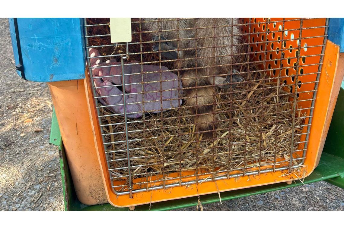 Osterhase wird zum Waschbär-Nest Im Waldzoo wird die Waschbären-Familie aufgepäppelt.