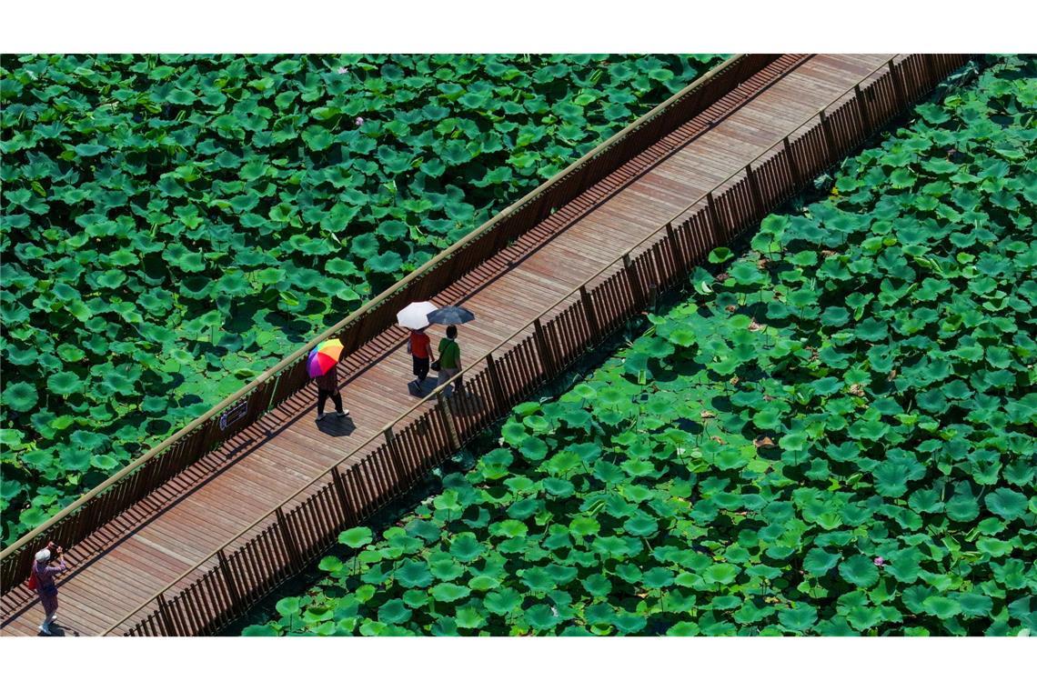 Im Xuanwu Lake Park in Nanjing, in der ostchinesischen Provinz Jiangsu, gehen Menschen mit Sonnenschirmen auf einer Plankenstraße spazieren, um sich an Lotusblumen zu erfreuen. (Luftaufnahme mit einer Drohne)