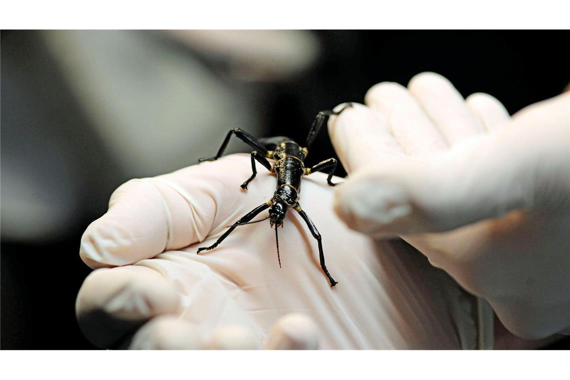 Extrem seltenes Insekt: Prager Zoo zeigt Baumhummer Im Zoo in Prag ist ein neuer Pavillon für eine der seltensten Insektenarten, den australischen Baumhummer, eröffnet worden.