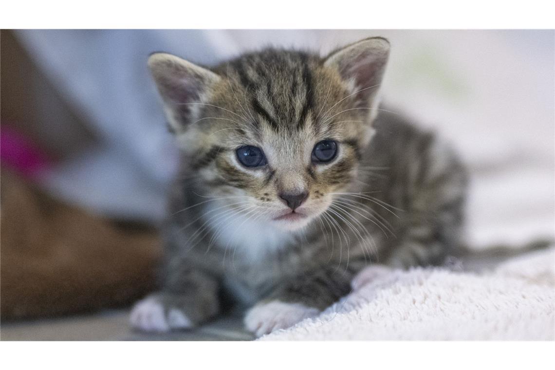 Im Zuge der Ermittlungen wurden der Verdächtigen alle Katzen in ihrem Besitz vorsorglich abgenommen. (Symbolbild)