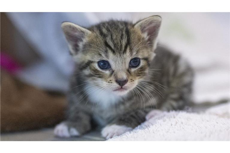 Im Zuge der Ermittlungen wurden der Verdächtigen alle Katzen in ihrem Besitz vorsorglich abgenommen. (Symbolbild)