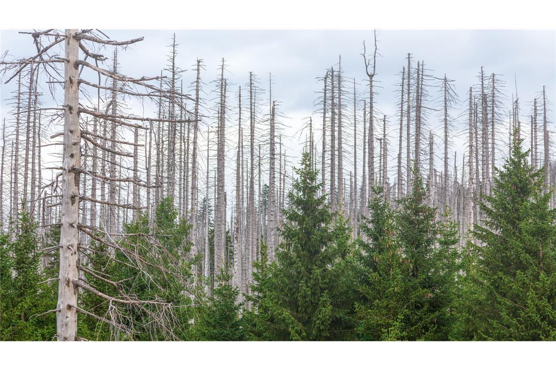 Immer mehr Fichtenwälder sterben ab, wie hier im Harz, und erhöhen den CO2-Ausstoß. Im Südwesten ist es noch nicht ganz so schlimm.