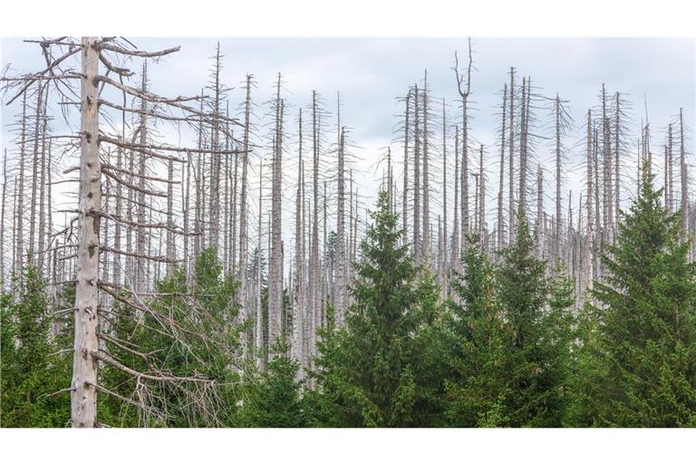 Immer mehr Fichtenwälder sterben ab, wie hier im Harz, und erhöhen den CO2-Ausstoß. Im Südwesten ist es noch nicht ganz so schlimm.