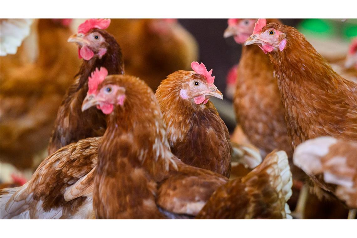 Tiermärkte in New York müssen schließen Immer weiter breitete der Virus sich zuletzt aus