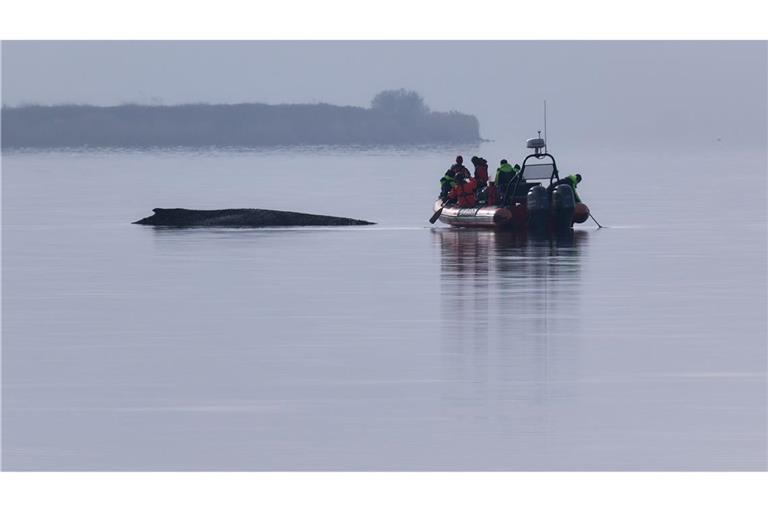 Immer wieder hatten sich Meeresschützer ein Bild vom Zustand des Wals gemacht.