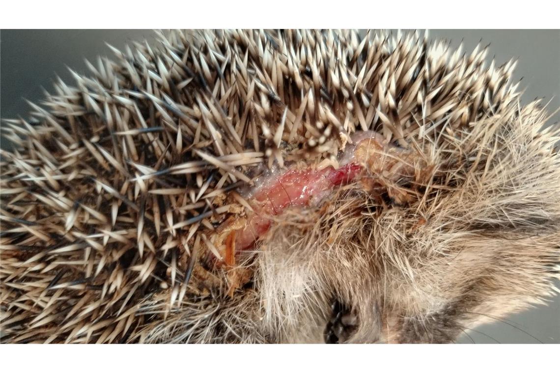 Igel-Tod durch Mähroboter – vor allem nachts droht Gefahr Immer wieder im Frühjahr werden Mähroboter zur tödlichen Falle für Igel. (Foto-Archiv).