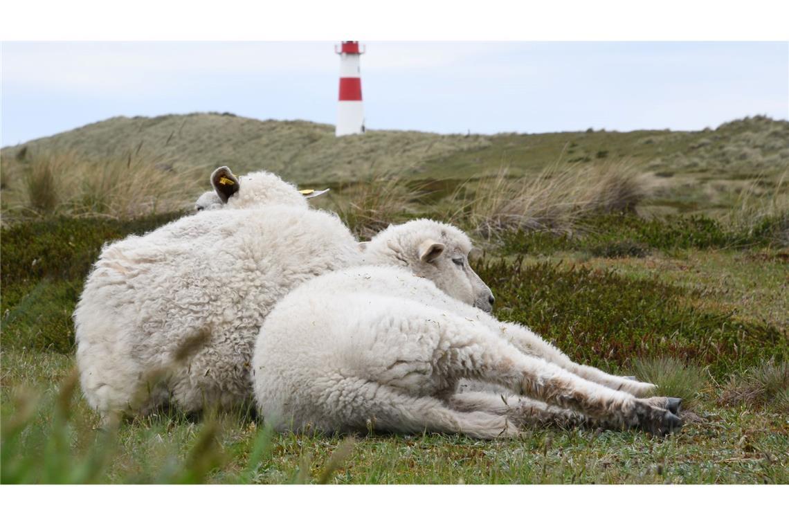 Jung, männlich, sucht: Schakal könnte auf Reviersuche sein Immer wieder riss der Goldschakal Lämmer auf Sylt.