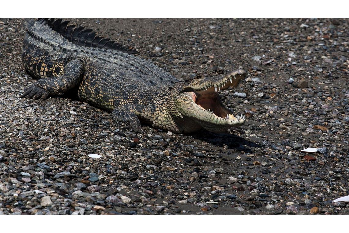 Krokodil gegen Mensch in Indonesien Immer wieder werden Fischer und Anwohner Opfer von Krokodilen.