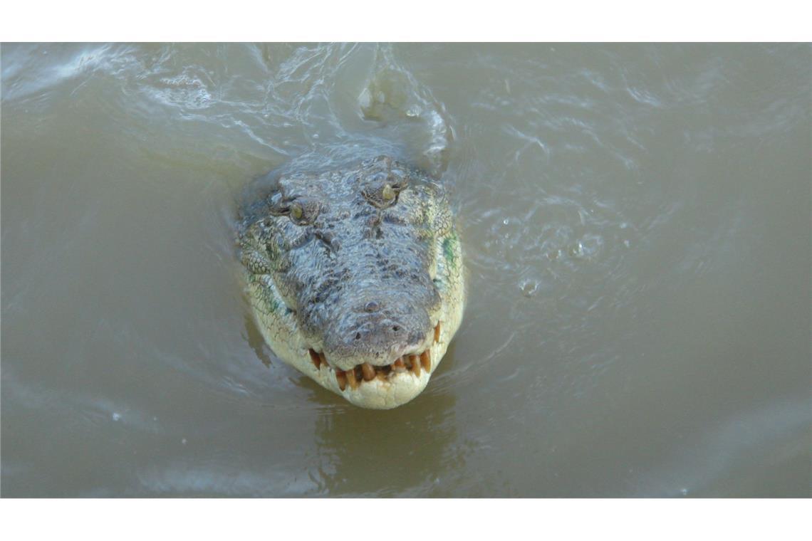 Weder Haie noch Schlangen: Australiens tödlichste Tiere In 20 Jahren starben in Australien nur 25 Menschen durch Krokodilattacken. (Symbolbild)