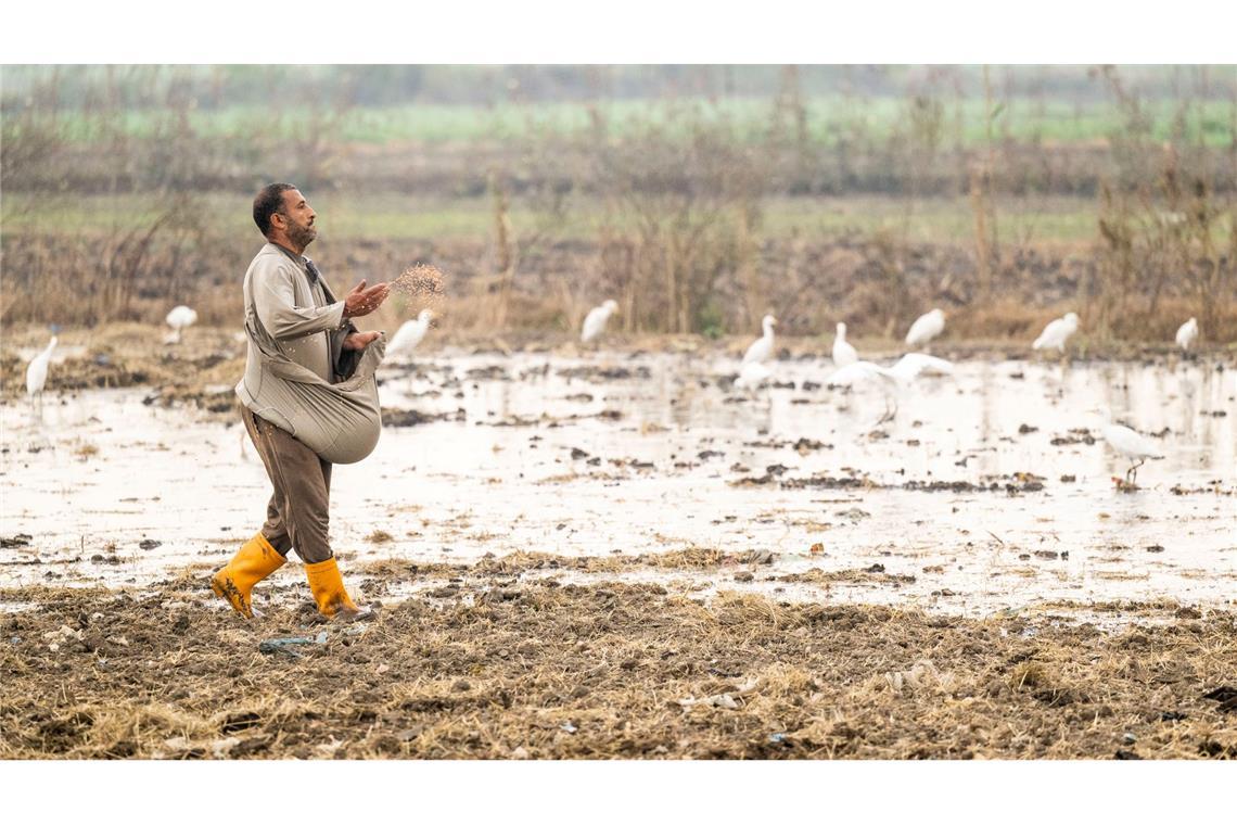 In Ägypten trifft die Wasserknappheit vor allem die Landwirtschaft.