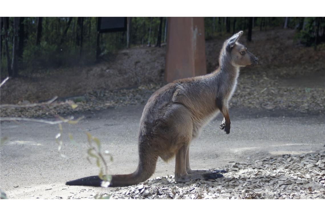 Weder Haie noch Schlangen: Australiens tödlichste Tiere In Australien kommt es häufig zu Verkehrsunfällen mit Kängurus. (Symbolbild)