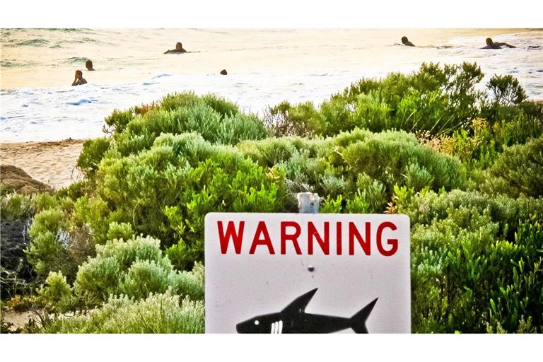 In australischen Gewässern sind alle 13 Haiarten vertreten, von denen bekannt ist, dass es zu Angriffen auf Menschen kommen kann. (Symbolbild)