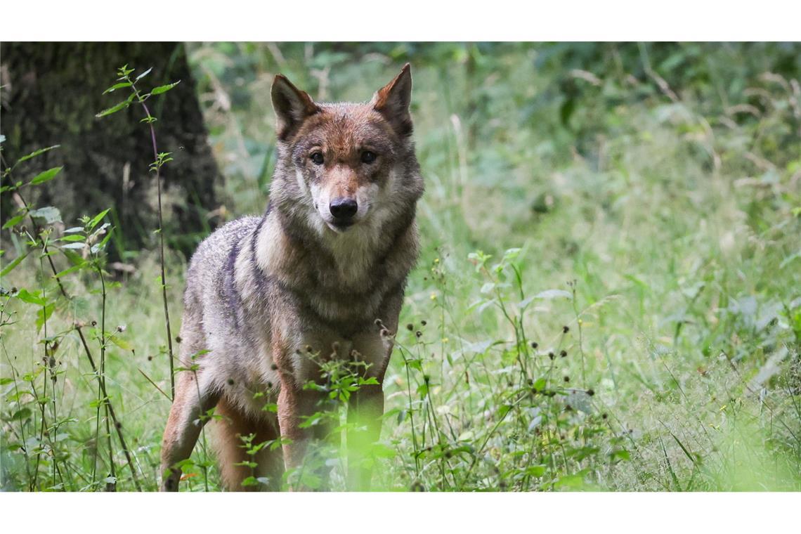 Wolf wahrscheinlich von Auto überfahren In Baden-Württemberg gelten derzeit nur drei Wölfe als sesshaft. (Symbolbild)