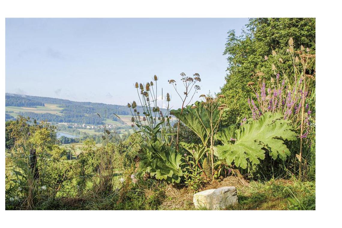 Das sind die schönsten Gärten des Jahres In Baden-Württemberg liegen noch weitere ausgezeichnete Gärten, etwa in Hohentegen am Hochrhein. Hier hat das Atelier Wehrle einen Bauerngarten neu interpretiert. Auf dem Foto zu sehen ist ein Mammutblatt mit Ausblick auf den Rhein.