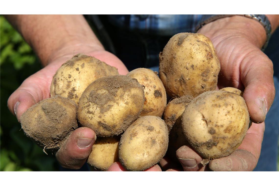 In Baden-Württemberg wird auf weniger Fläche Kartoffelanbau betrieben (Symbolfoto).