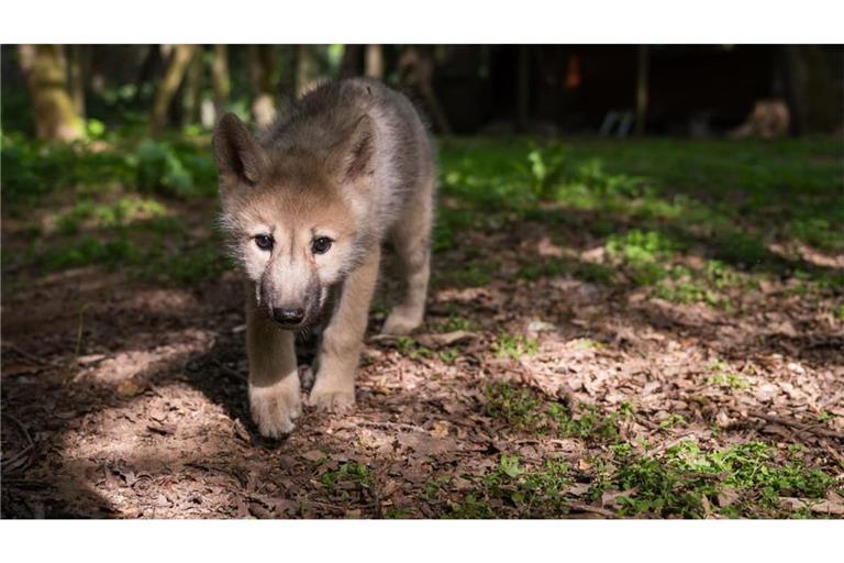 In Baiersbronn wurde ein Wolfswelpe fotografiert (Symbolfoto).