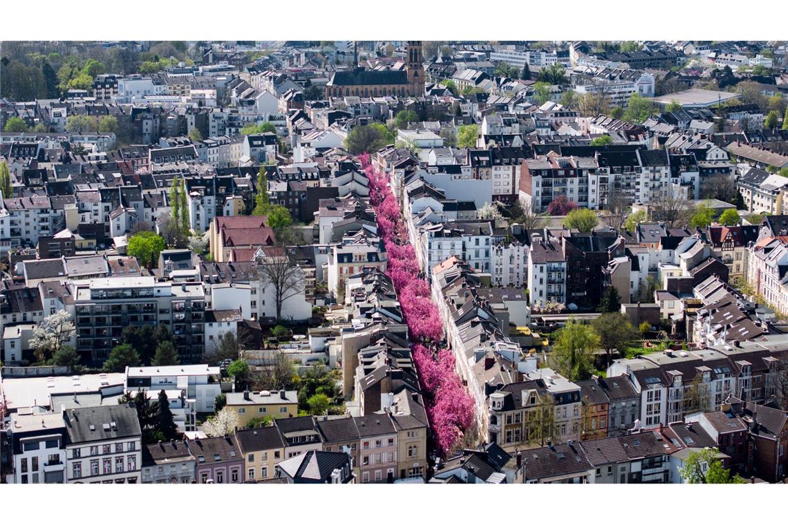 Bilder des Tages In Bonn leuchtet die Kirschblüte.