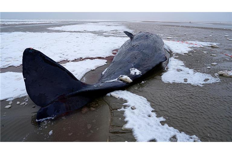 In Dänemark sind mehrere Wale gestrandet.