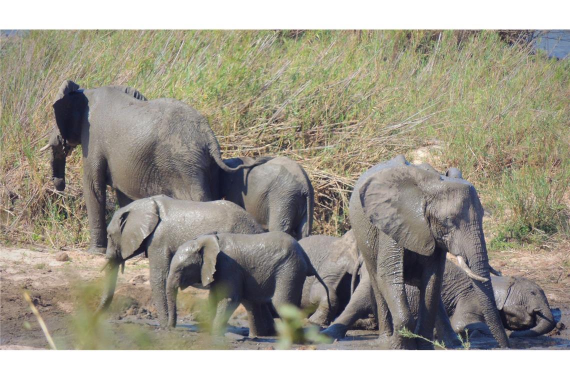 Elefant trampelt Tourist im Krüger-Nationalpark tot In dem knapp 20.000 Quadratkilometer großen Park können Touristen Elefanten und andere wilde Tiere beobachten. (Symbolbild)