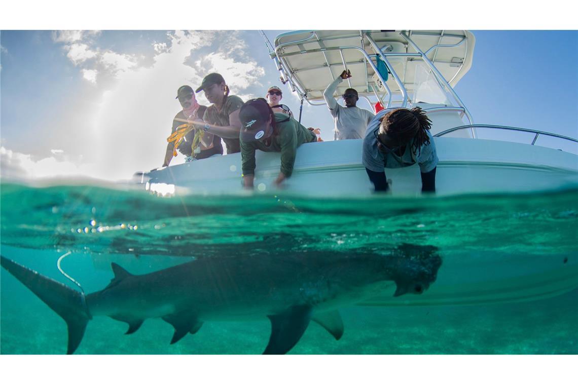 Hammerhaie werden auf den Bahamas zu Stubenhockern In den Gewässern der Bahamas gibt es für die Tiere reichlich Beute.