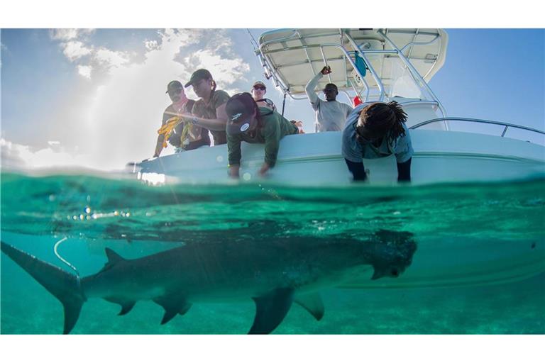 In den Gewässern der Bahamas gibt es für die Tiere reichlich Beute.