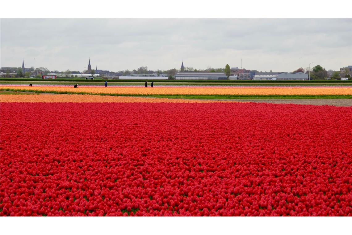 Schlechte Tulpen-Ernte treibt die Preise In den Niederlanden sind viele Felder mit Tulpenzwiebeln bepflanzt. (Archivbild)