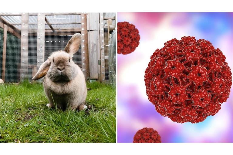 In den USA sorgen mit einem Virus infizierte Kaninchen derzeit für Aufsehen. (Symbolbilder)